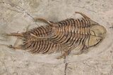 Two Overlapping Foulonia Trilobites With Cephalopod - Morocco #206438-3